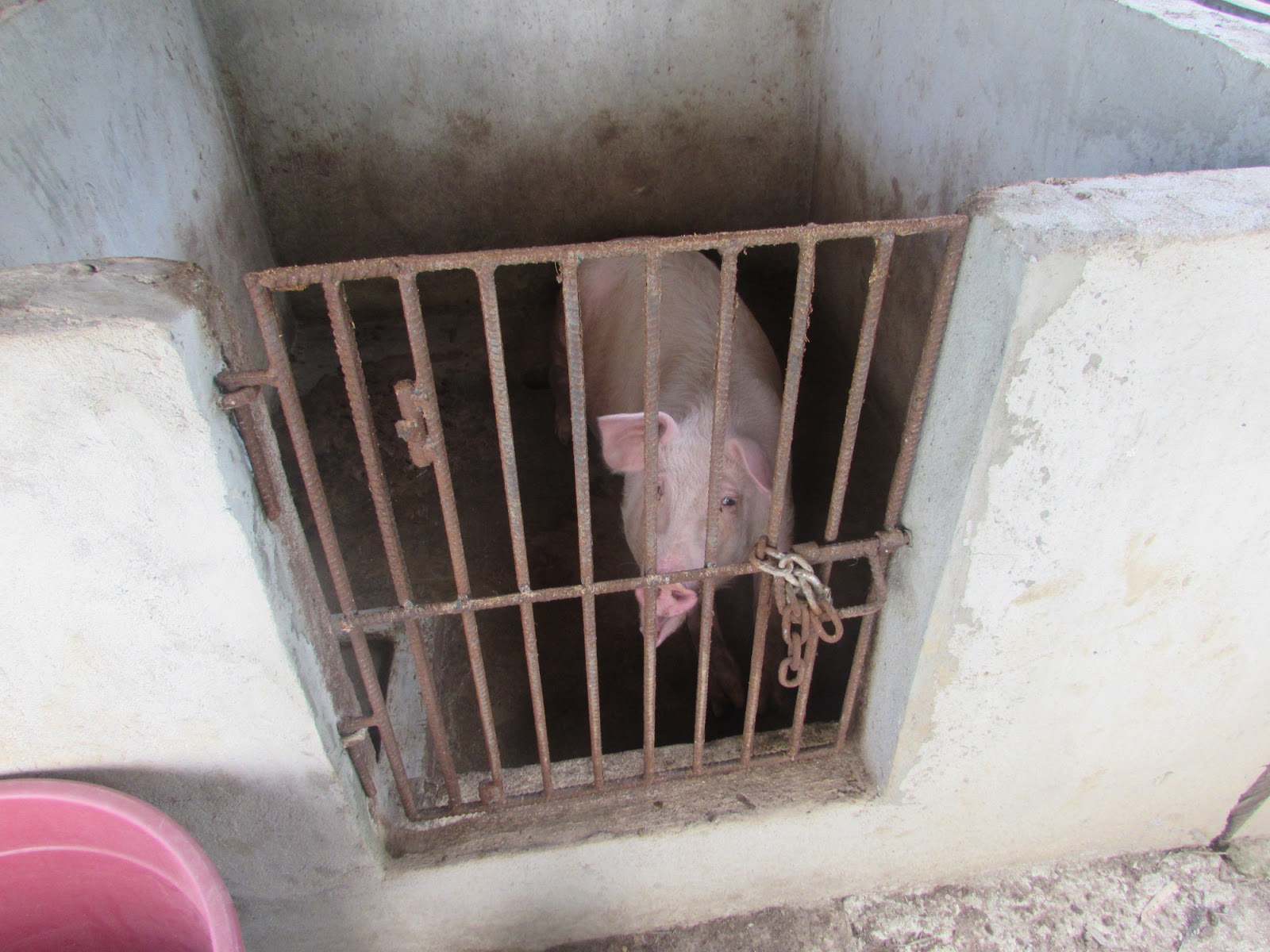 Sorry,all the clever names are taken. Weighing a Pig Without a Scale