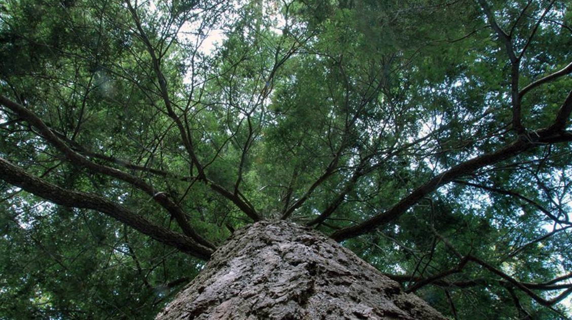 PA Environment Digest Blog: DCNR Good Natured Blog: The Fight To ...