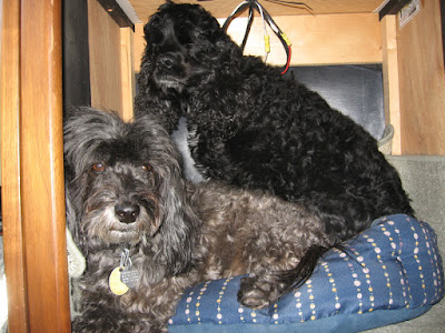 Skruffy & Bubba sharing bed in our first motorhome