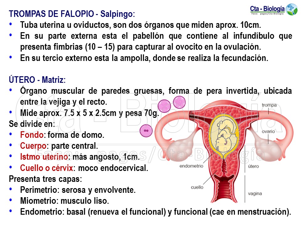 Biología Didáctica Tema Sistema Reproductor Femenino