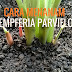 Kunyit Hitam Kaempferia Parviflora