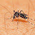 Três municípios do Vale do Piancó têm risco para surto de dengue, chikungunya e zika; na PB são 32 municípios