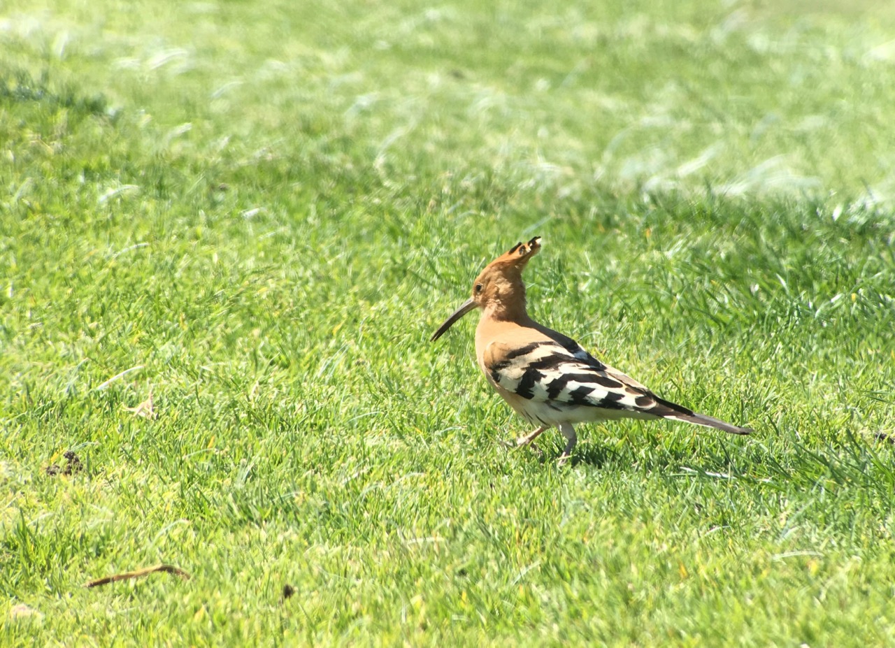 Bill of the Birds on Blogspot Birding Southern Portugal