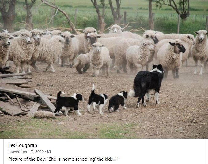 collies.JPG