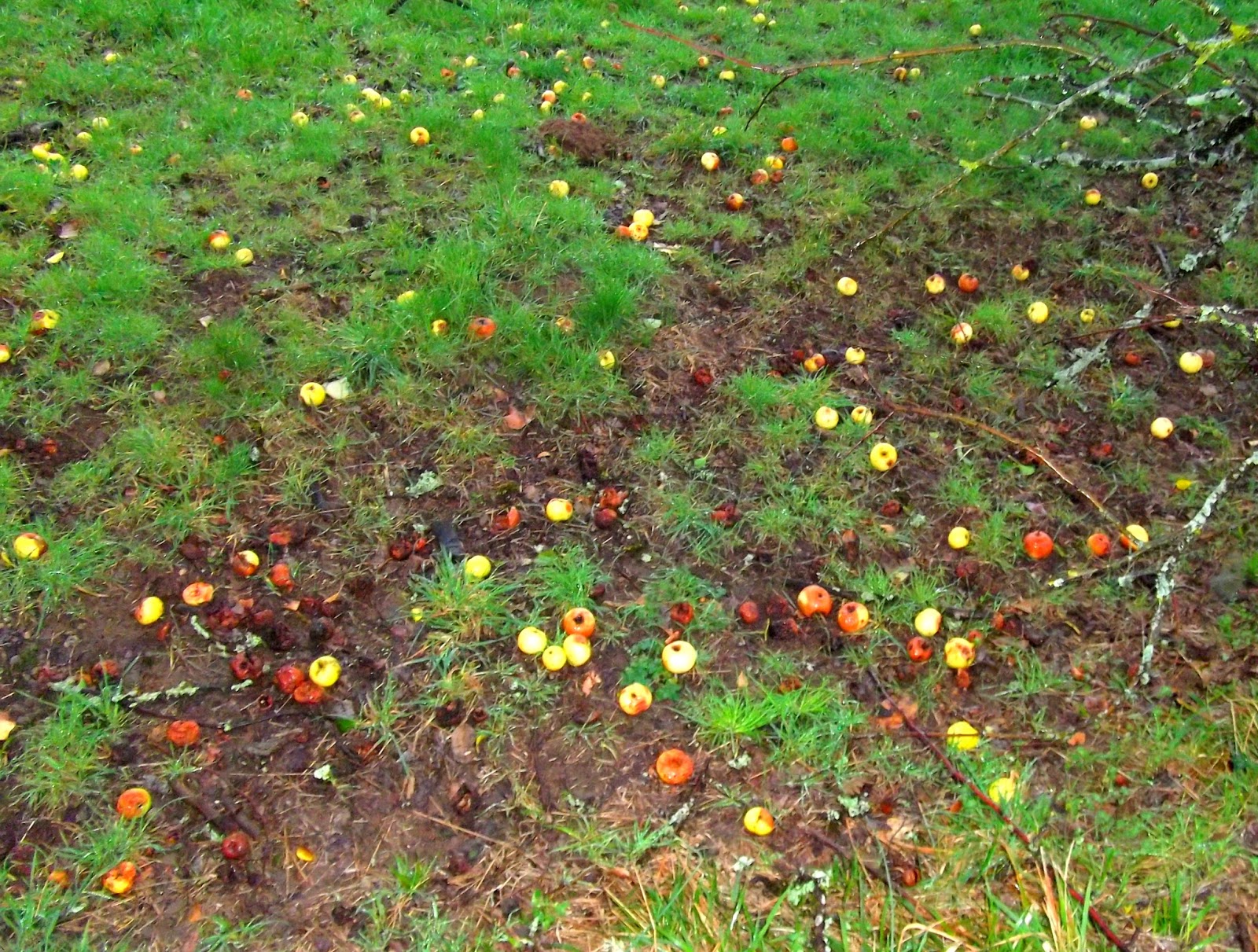 Magnon's Meanderings Winter Apples.