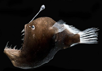 Удильщик или морской черт– необычные обитатели океана