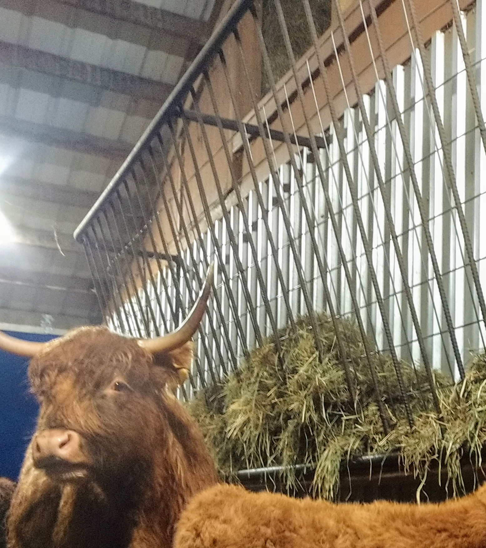 Asman Highland Cattle Horned cattle hay feeder