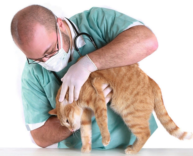 أربع معلومات نادرة عن تخصص الطب والجراحة البيطرية