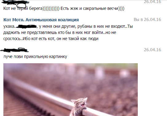 кошка рыцарь. фото убитого кота моти. смешные сфинксы. кот в броне. блог кота моти антимышовая коалиция.