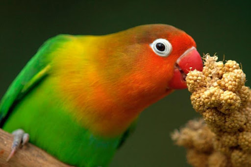 what do lovebirds eat