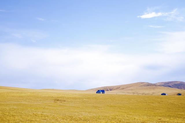 The yellow carpet of sodden grass on the Hulunbuir prairie