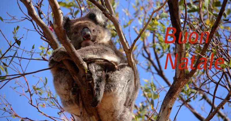 Immagini Koala Natale.Tentativi Digitali Buon Natale