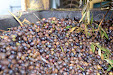 Harvesting olive trees