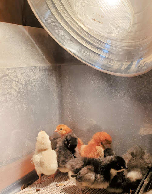 chicks under heat lamp