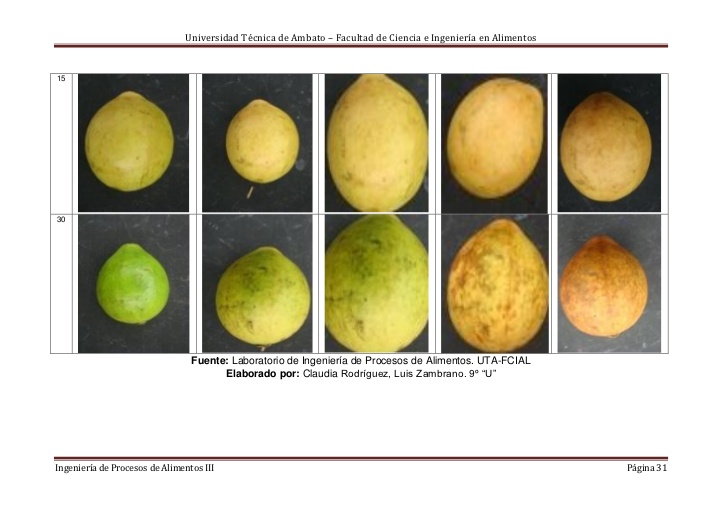 CLASIFICACION DE LA GUAYABA