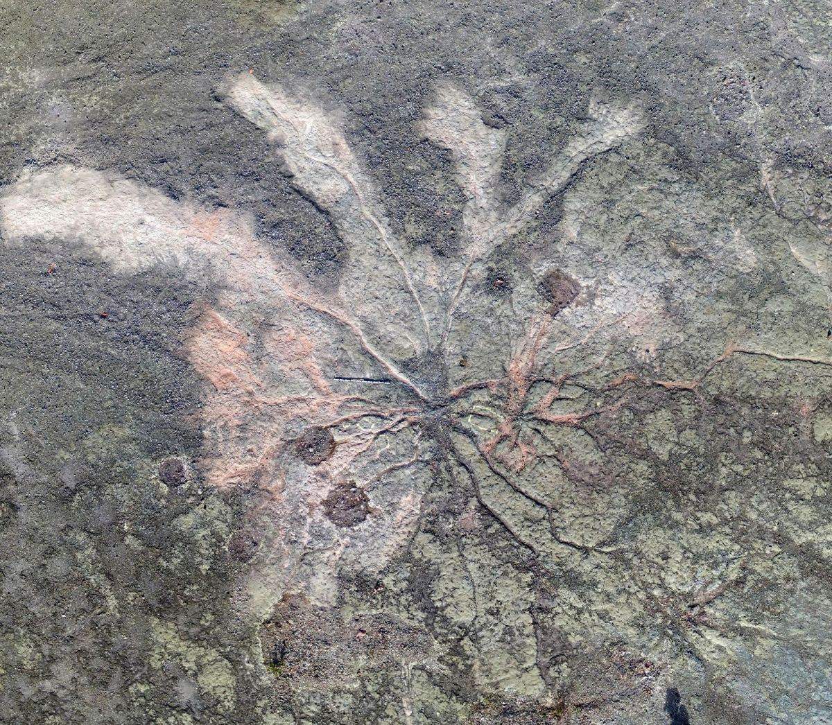 The World’s Oldest Forest Has 385MillionYearOld Tree Roots Geology In