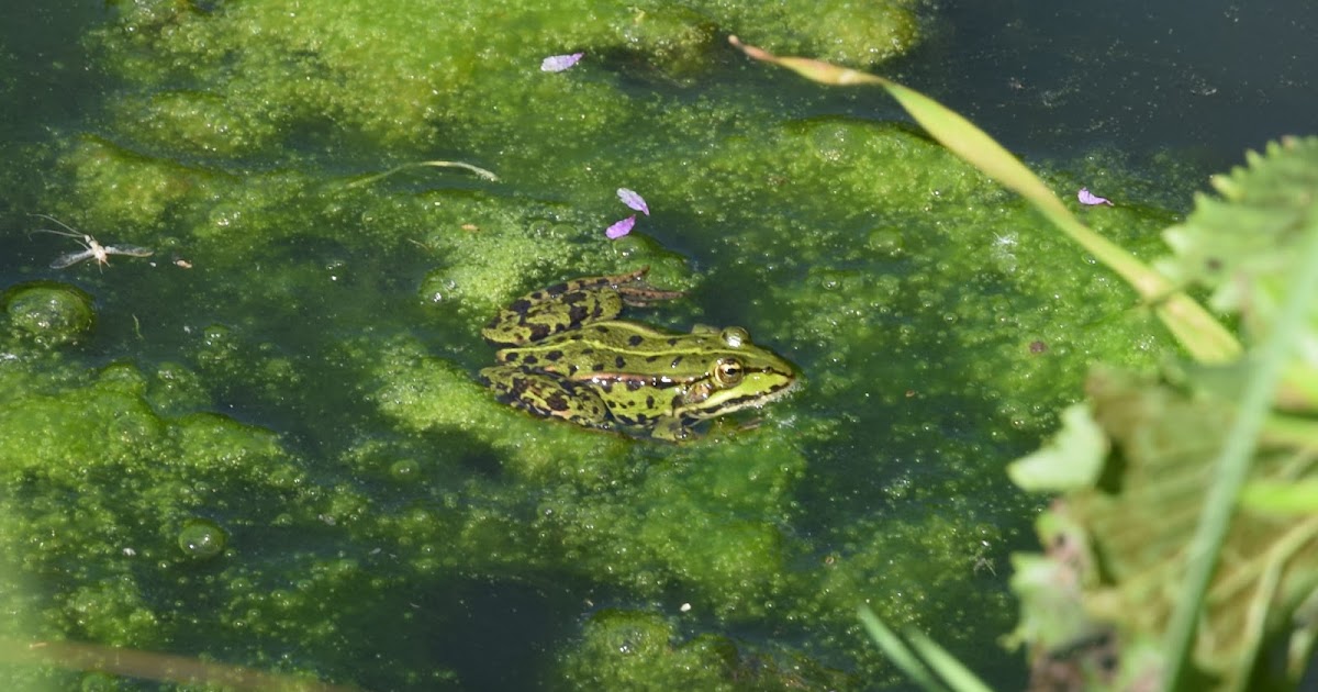 Staudengarten Gross Potrems Fadenalgen im Teich