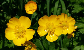 keltainen kukka