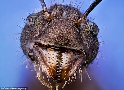  Serangga adalah binatang kecil yang memeliki spesies terbanyak di dunia ini Foto-Foto Unik dan lucu Wajah Serangga