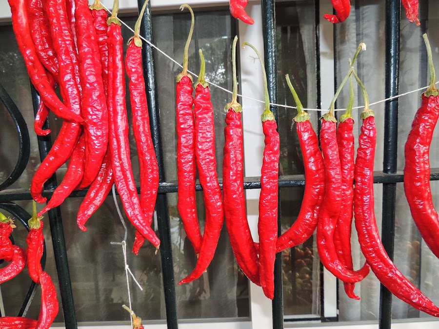 PIMIENTOS LARGOS ROJOS SECÁNDOSE EN UN COLGADERO AL AIRE LIBRE