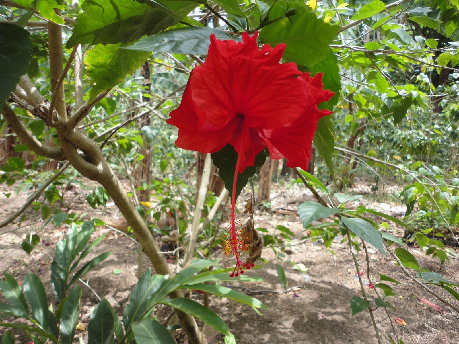 Global Exposure Tour Nicaragua 2012: Flora and Fauna of Nicaragua