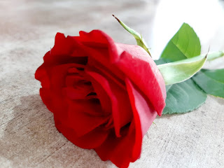 rose image