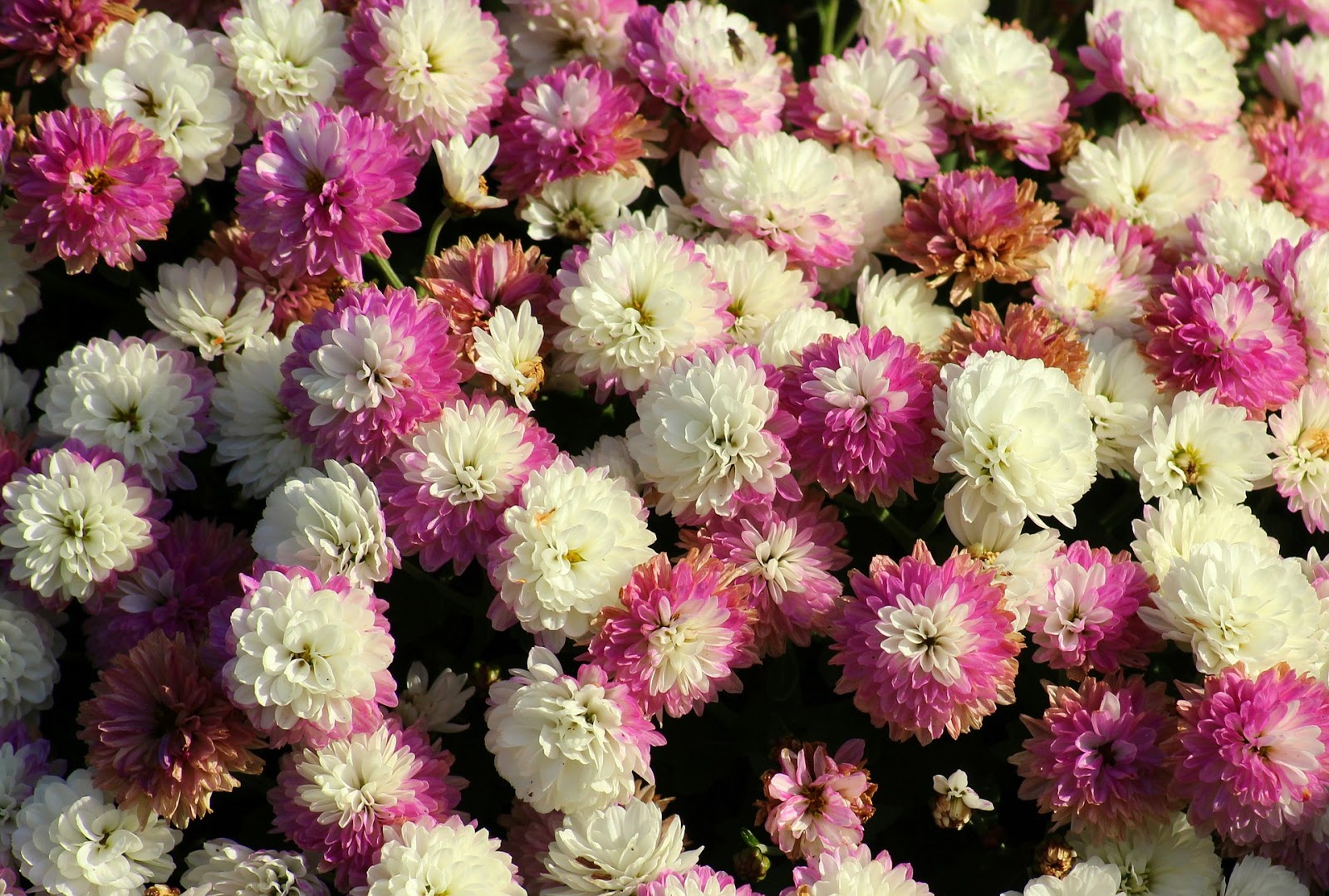 Google Image Result For Http 3 Bp Blogspot Com 95thhhxoous