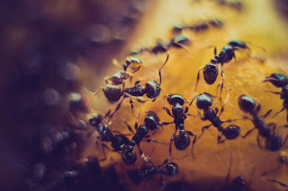 Ants use communication to solve problems