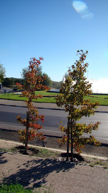 Liquidambar (Liquidambar styraciflua L.).