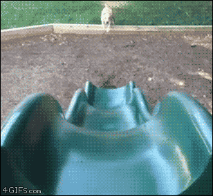 Funny animal gifs - part 252, best funny gif, animal gifs