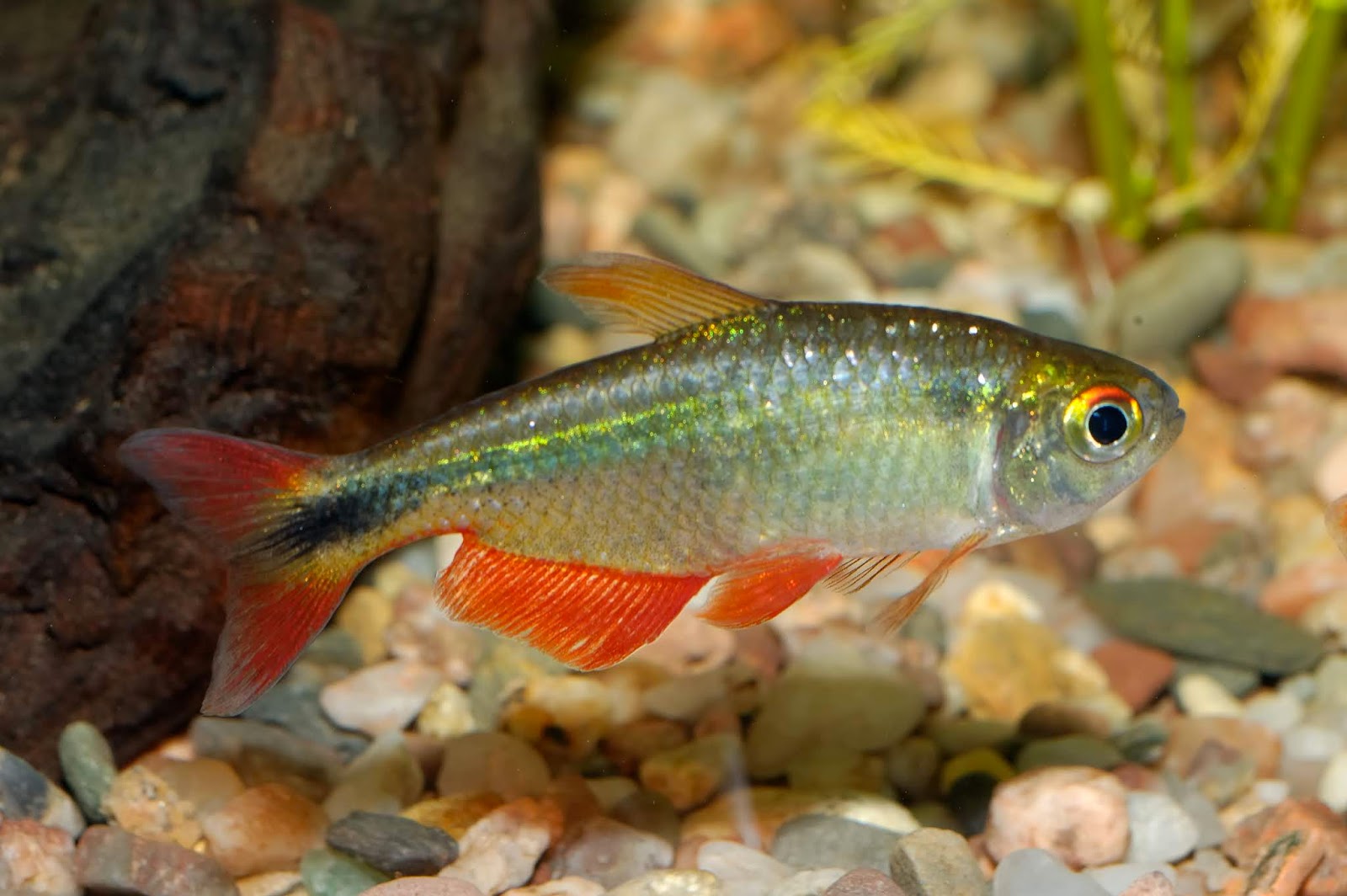 Buenos Aires Tetra Fish hobbyist buenos-aires-tetra-fish-hobbyist