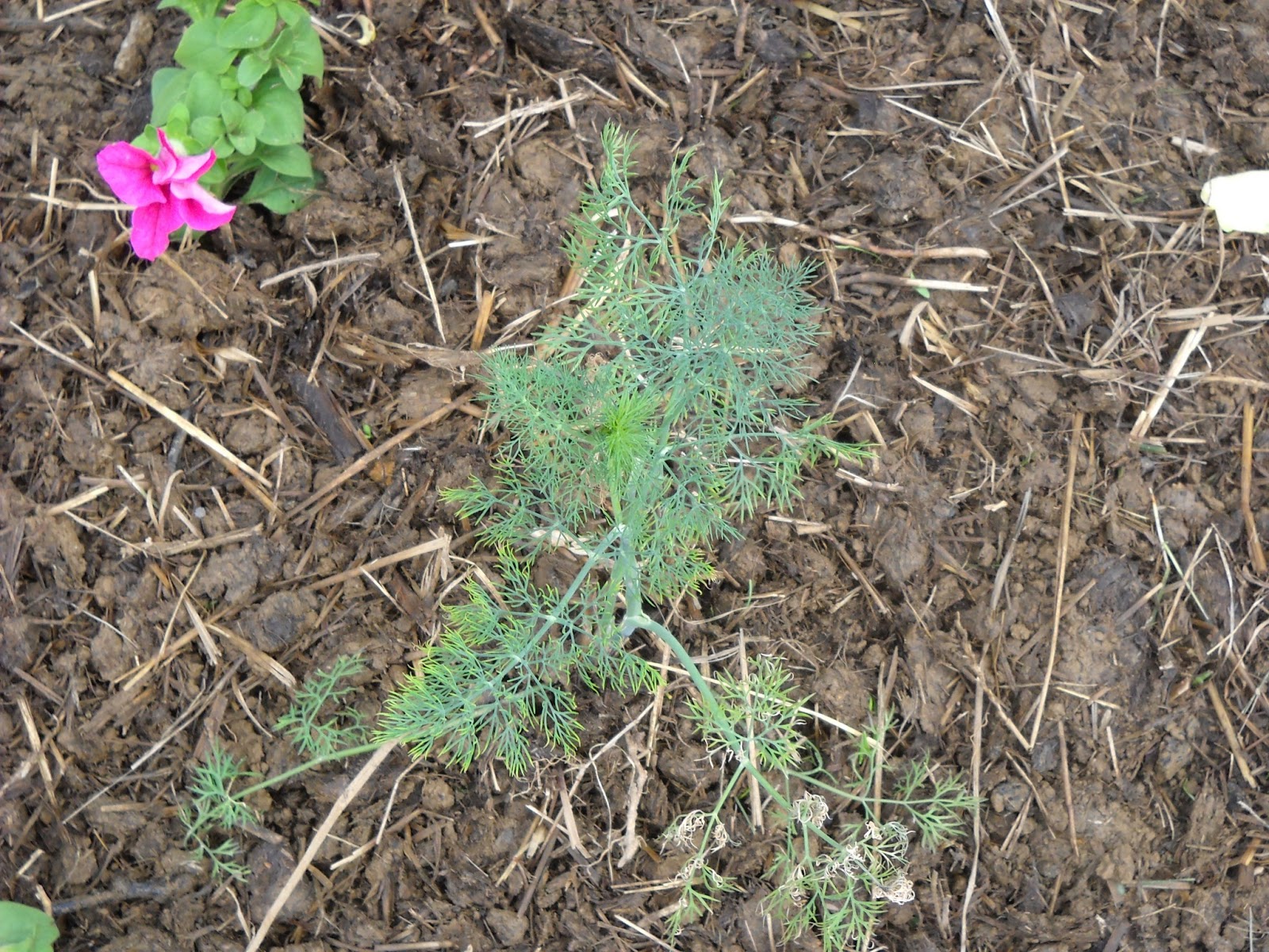 A Diva's Garden Germinating Dill