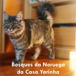 Bosques da Noruega da Casa Yarinha