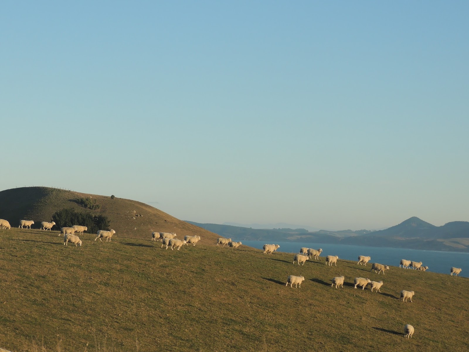 THE ROAD TAKEN : Hoiho: Yellow-Eyed Penguins