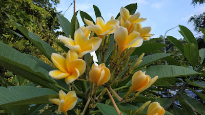 Manfaat Bunga Kamboja Kuning