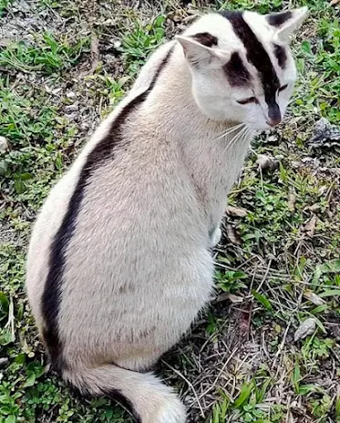 Unusual bicolor cat