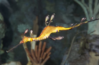 Binatang Berwarna Unik ( Weedy Sea Dragon )