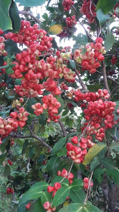 Pohon Jambu Air Berbuah Lebat
