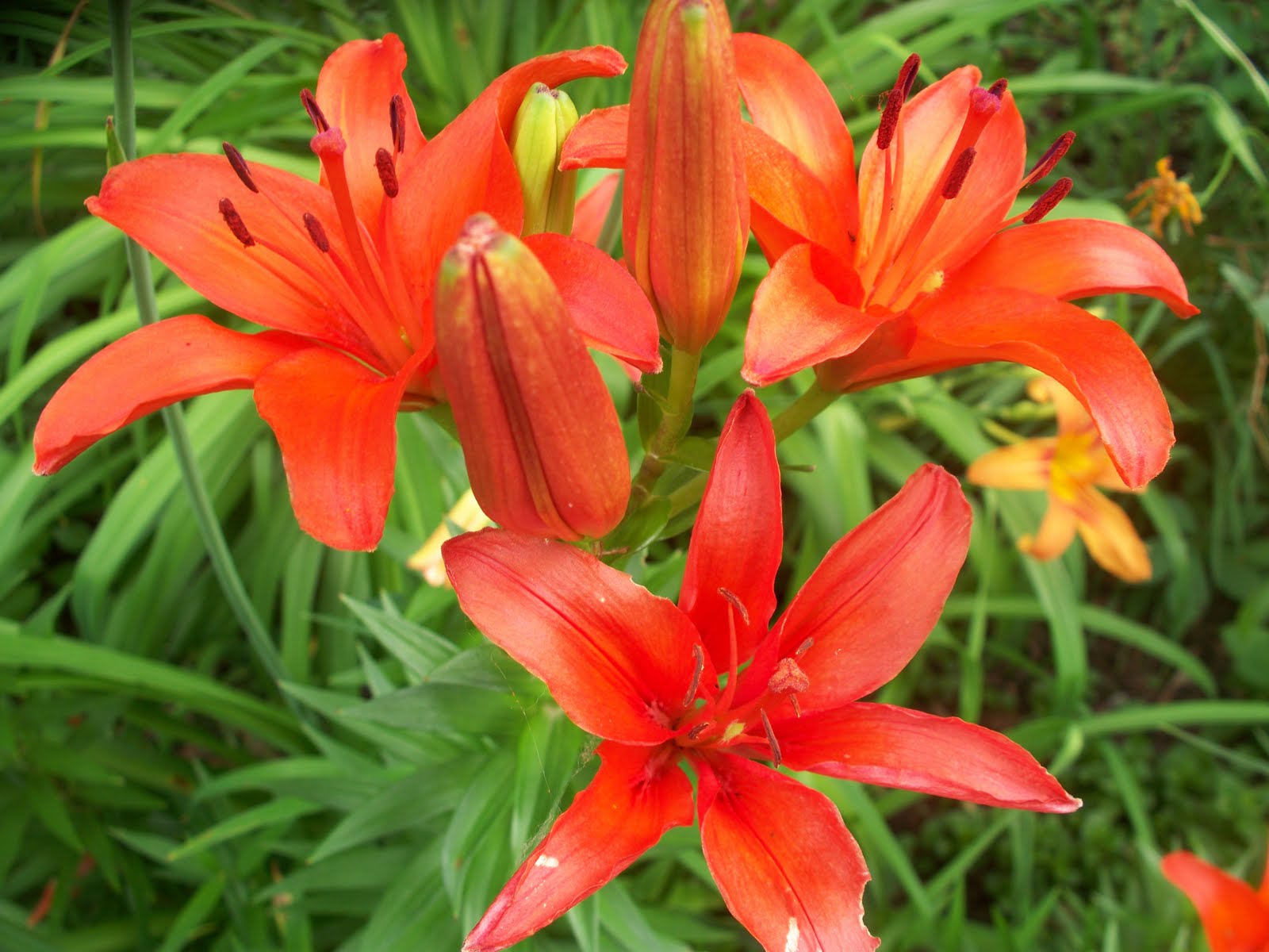 Garden Beauty Multiple Colors of Lilies