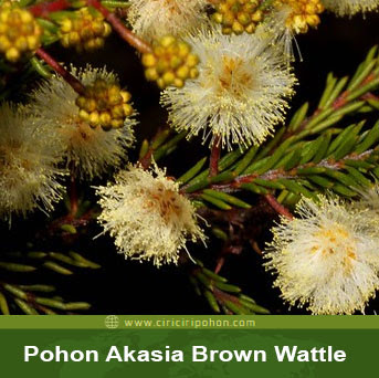 ciri ciri pohon akasia brown walattle