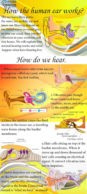 How the Human ear works