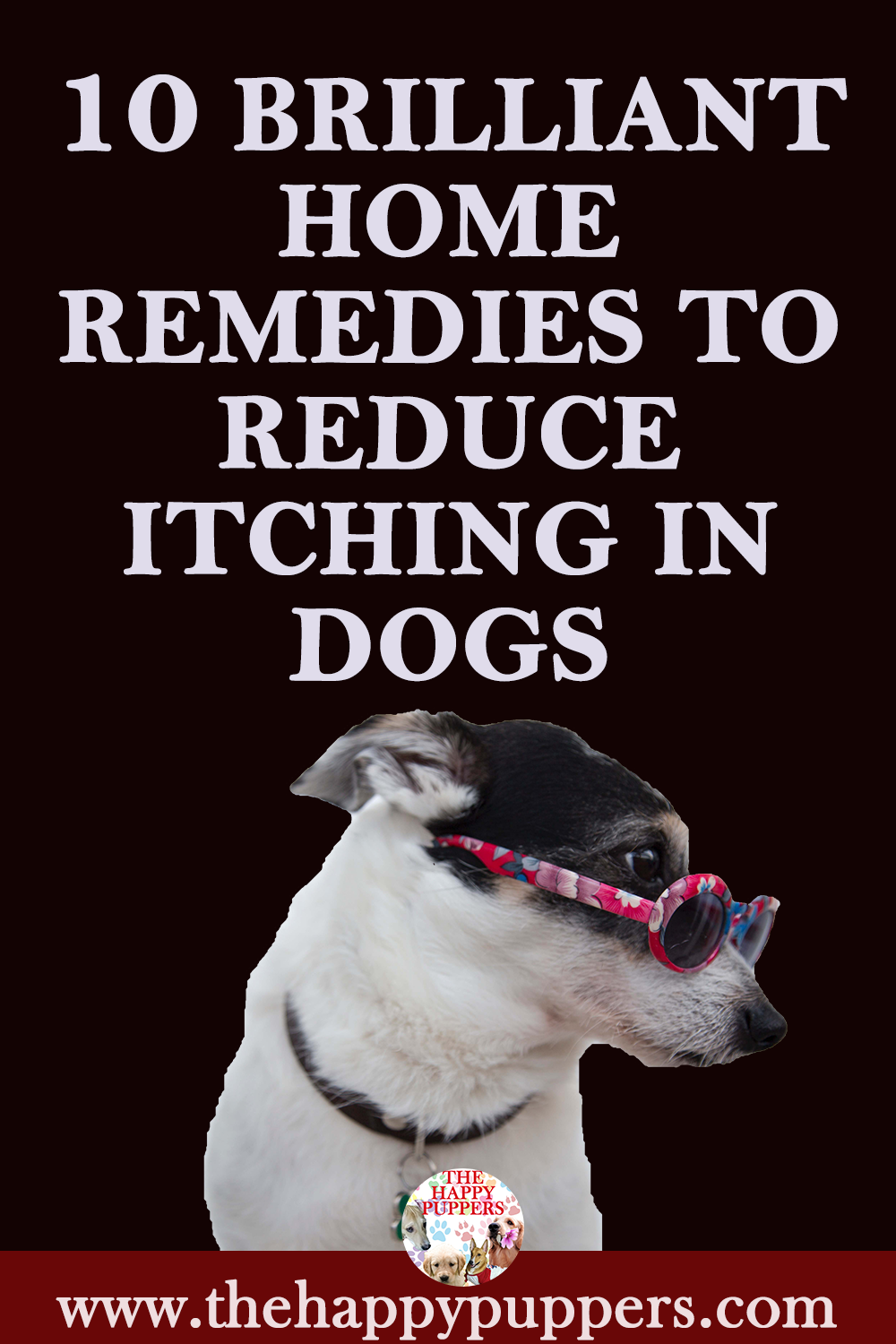 10 brilliant remedies to reduce itching in dogs
