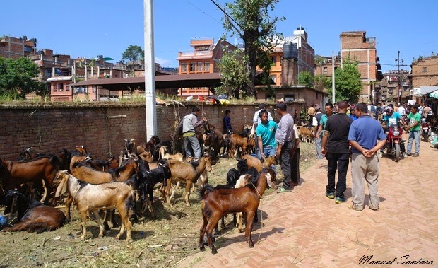 Bhaktapur, mercato di capre nei pressi del fiume Hanumante Bhaktapur, mercato di capre nei pressi del fiume Hanumante