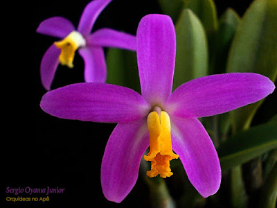 Orquídea Laelia lucasiana