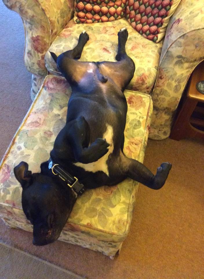 The Dog House Rescue Mollie & Jason A True Fairytale Ending