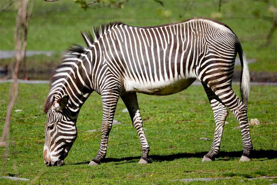 Everything About Animals and Beautiful Beaches: Zebra