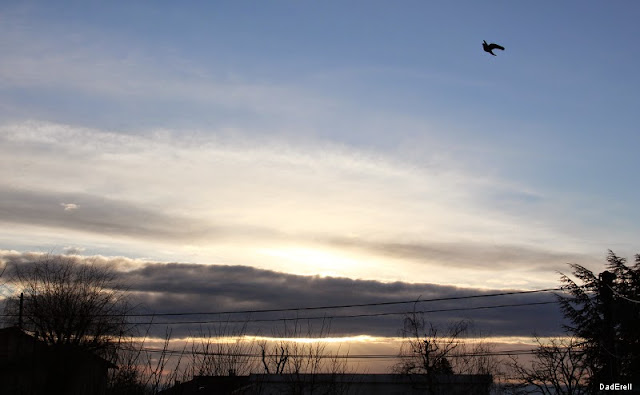 Oiseau en vol