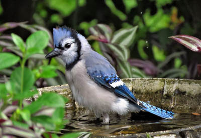 Photo of a Blue Jay in a bird bath