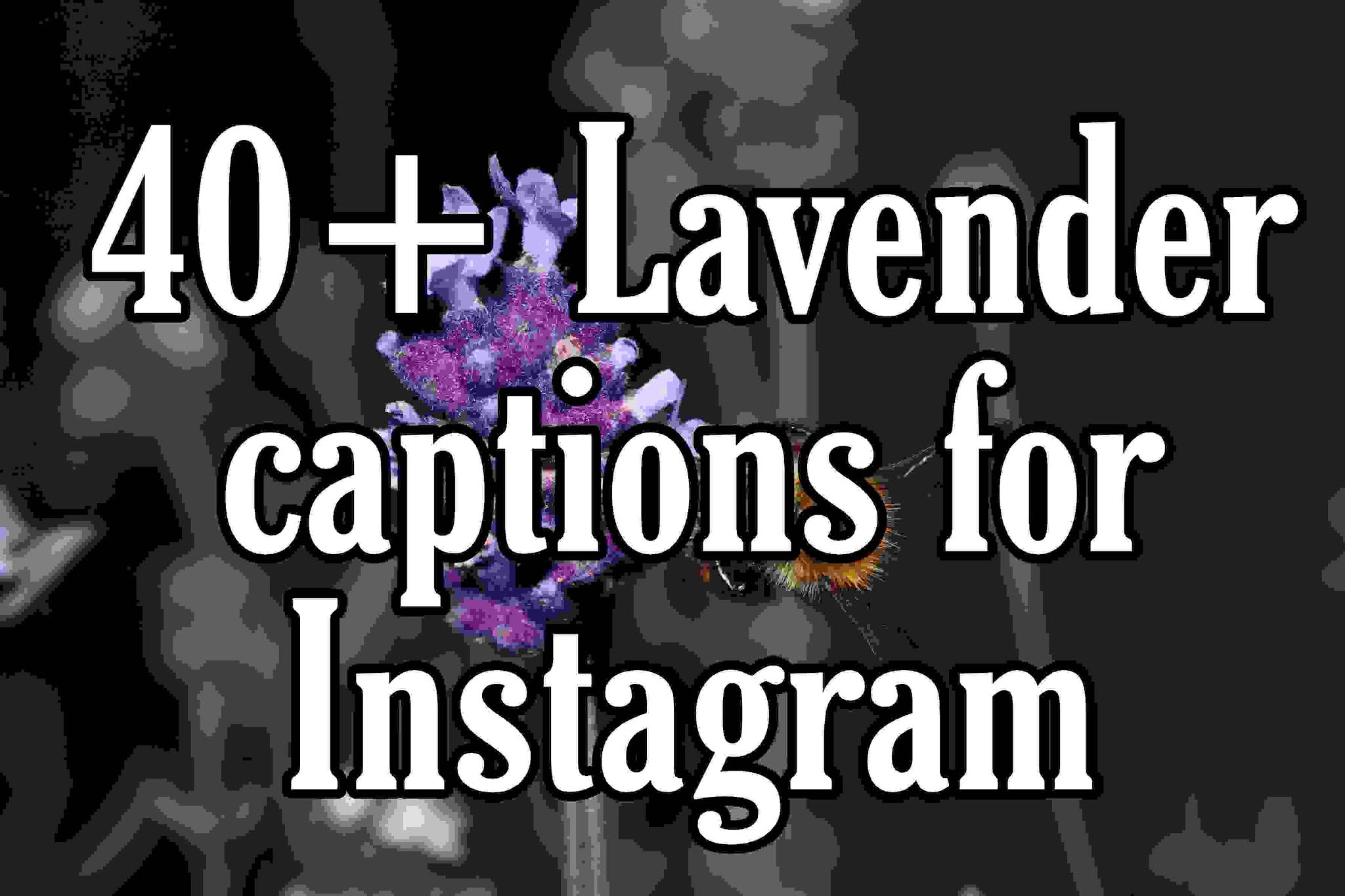 40+ Lavender captions for Instagram (A garden lover voice)