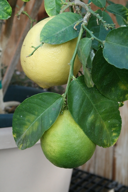 The Flower Bin How to Grow Dwarf Citrus Indoors